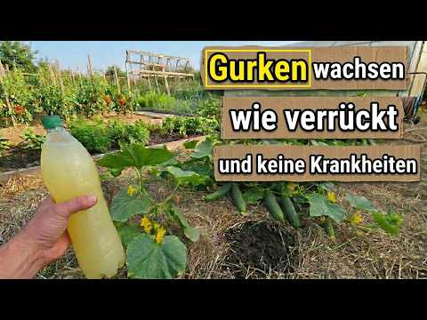 Are your cucumbers yellow and falling off? Immediately pour 1 liter of this on your water! Plants...
