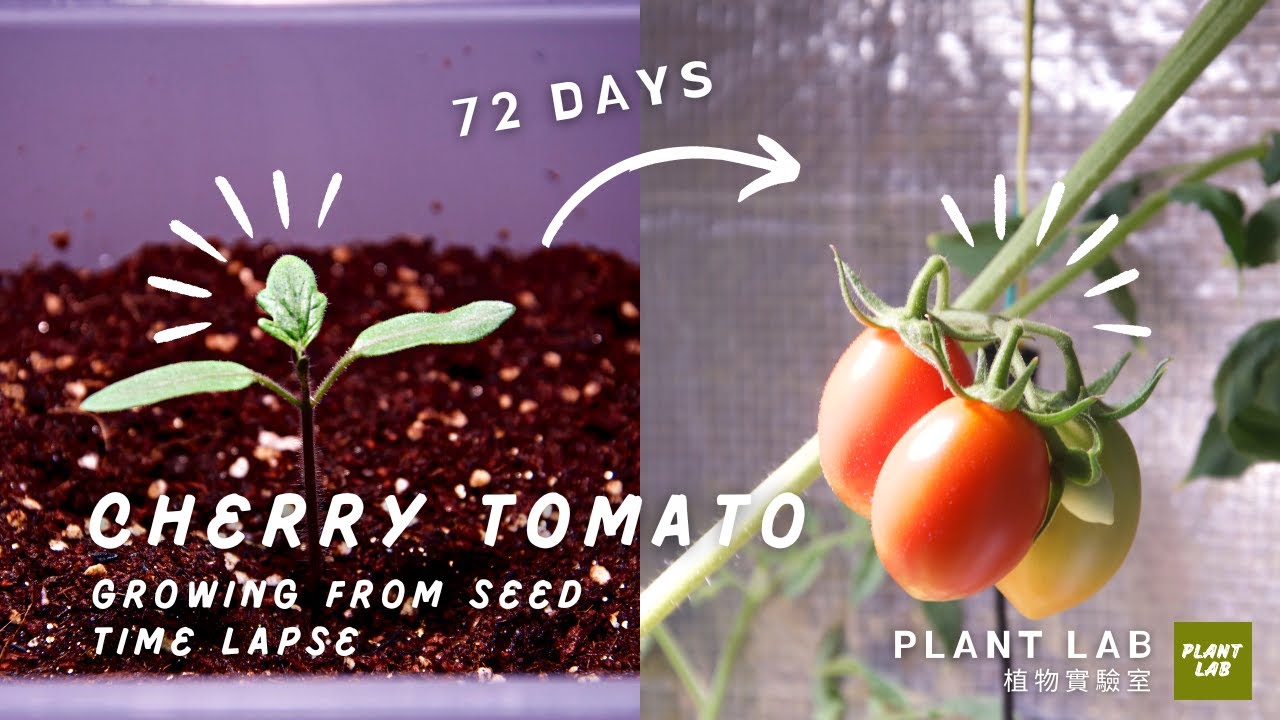 Cherry Tomato Growing From Seed Time Lapse 72 Days (小番茄 從種子成長到