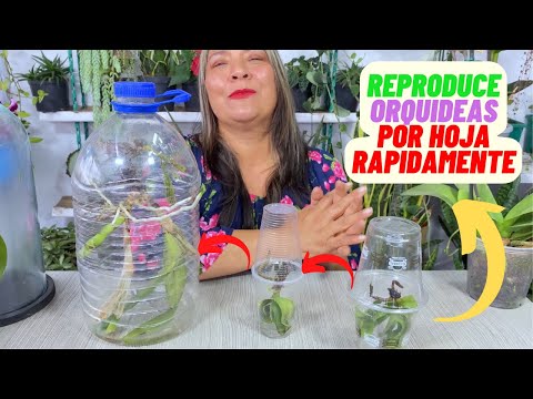 Video: ¿Cómo hacer que las orquídeas sigan creciendo rectas?