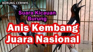 Suara Kicauan Burung Anis Kembang Juara Nasional