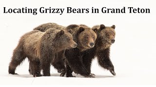 Locating Grizzly Bears in Grand Teton National Park