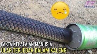 Ular Masuk Kaleng? Ternyata Begini Ceritanya, Sungguh Menyedihkan