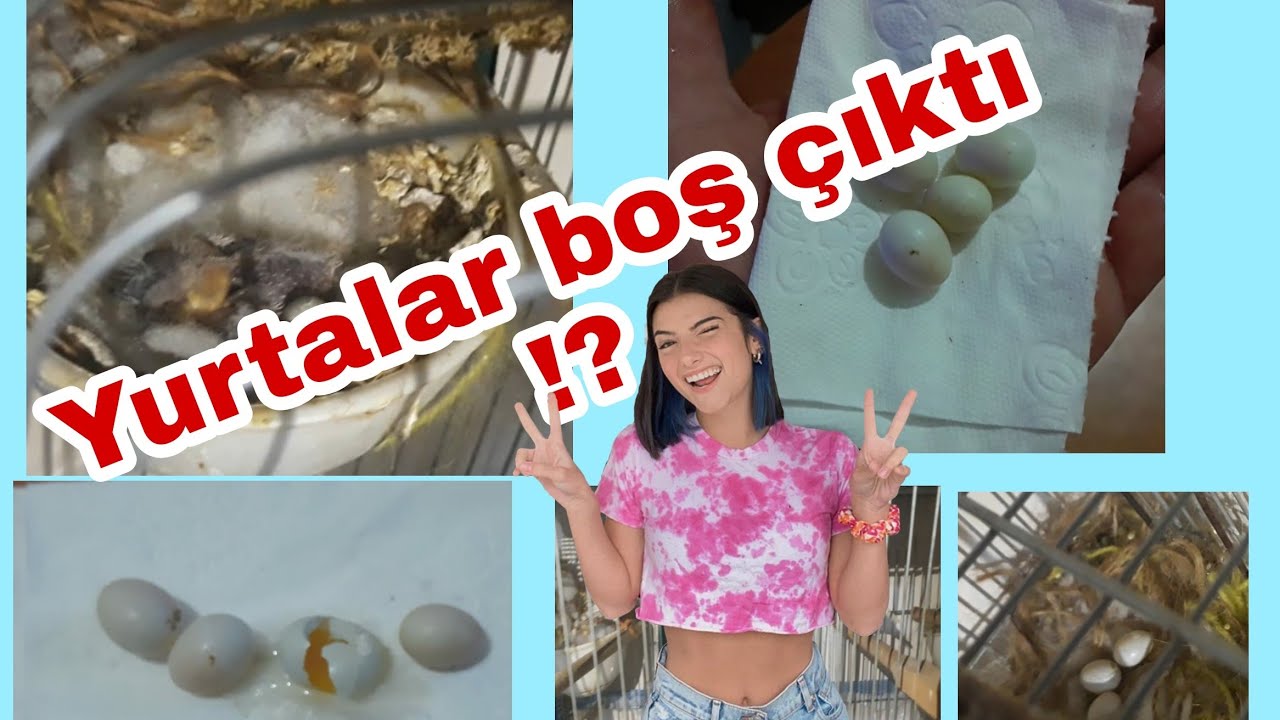 HİNT BÜLBÜLÜ YUMURTA KONTROLÜ (BOŞ ÇIKTI)