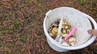 картинка: По грибы с Леной 