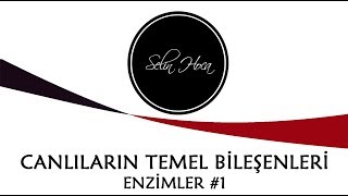 Arşi̇v 6 Canlıların Temel Bileşenleri-Organik Maddeler - Enzimler - 9. Sınıf Biyoloji Tyt
