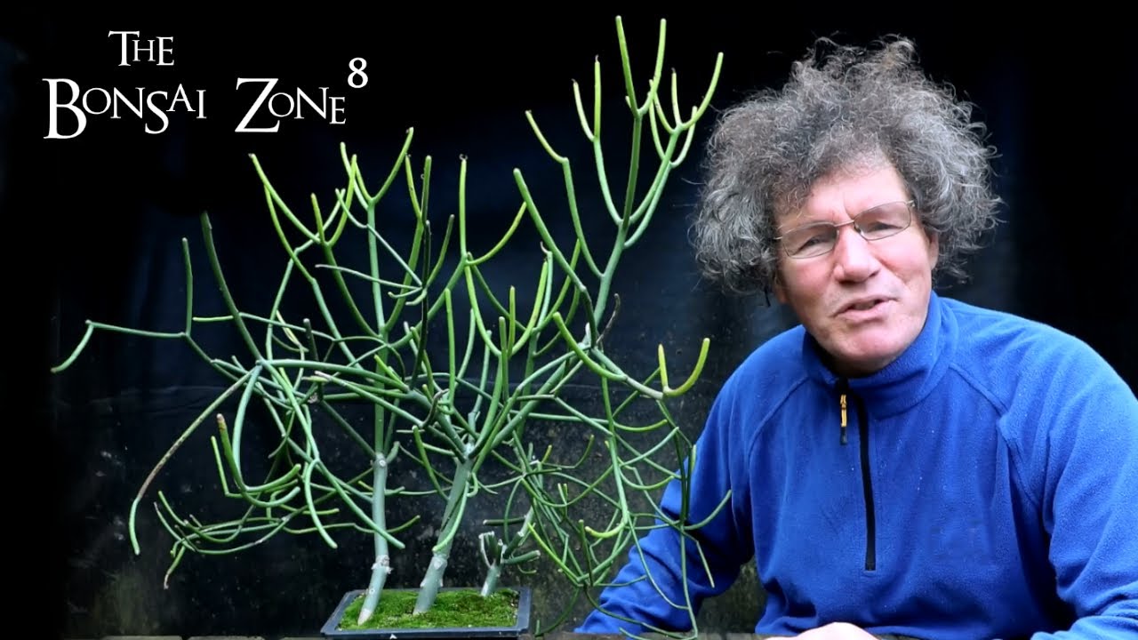 Getting Ready For Winter, The Bonsai Zone, Oct 2021
