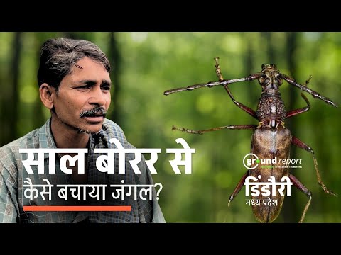 साल बोरर कीड़े से जंगलों को कैसे बचा रहे हैं डिंडौरी के आदिवासी?
