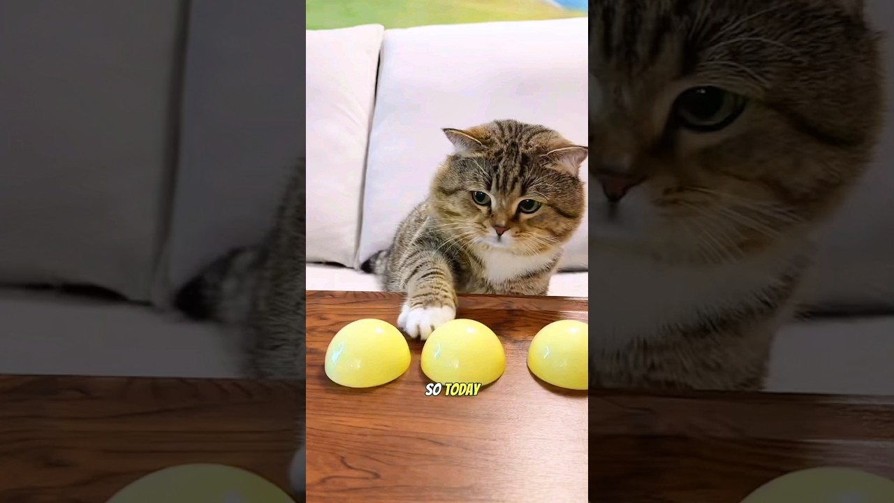 Cute Cat Tries the Cup Game and Gets a Little Scared 😺🍬 