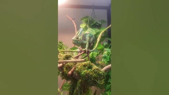 Do veiled Chameleons talk?
