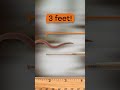 Nematode Characteristics and Types