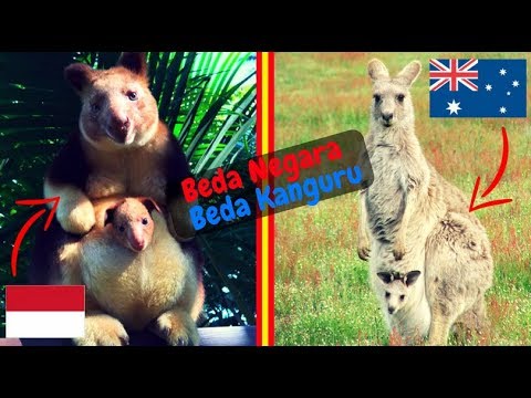 Video: Perbezaan Antara Wombat Dan Kanguru