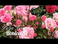 Красивые розы. Роза Боника-82 (3 зона)