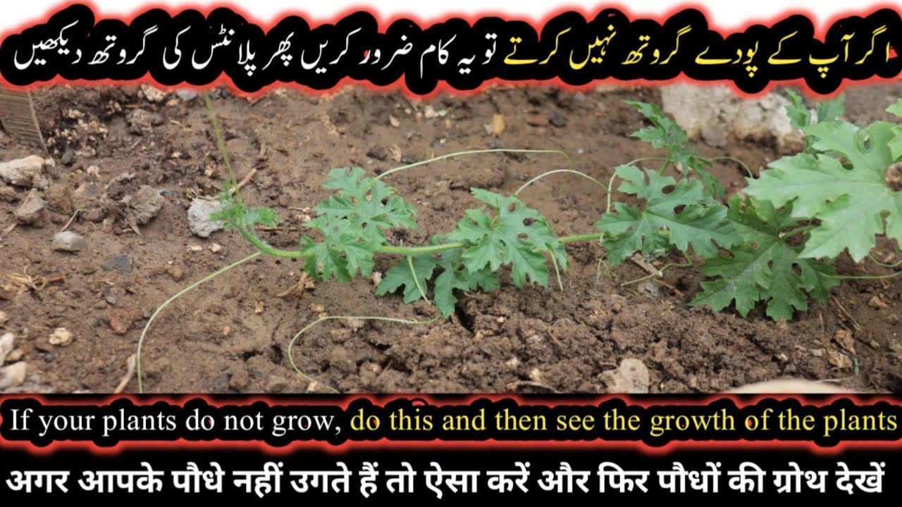 If your plants do not grow, do this and then see the growth of the
