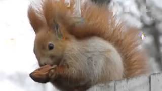 1, Белка кушает орех , Squirrel eats a nut