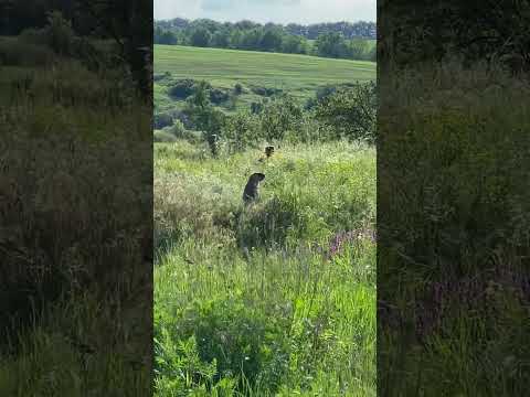 Байбаки на страже #hunting #labrador #лесной #кабан #собака #животные #охота #animals #рыбалка