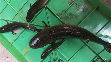 Đi câu cá lóc - xã Phước Lâm, Cần Giuộc. #cauca #fishing #mientay #nature