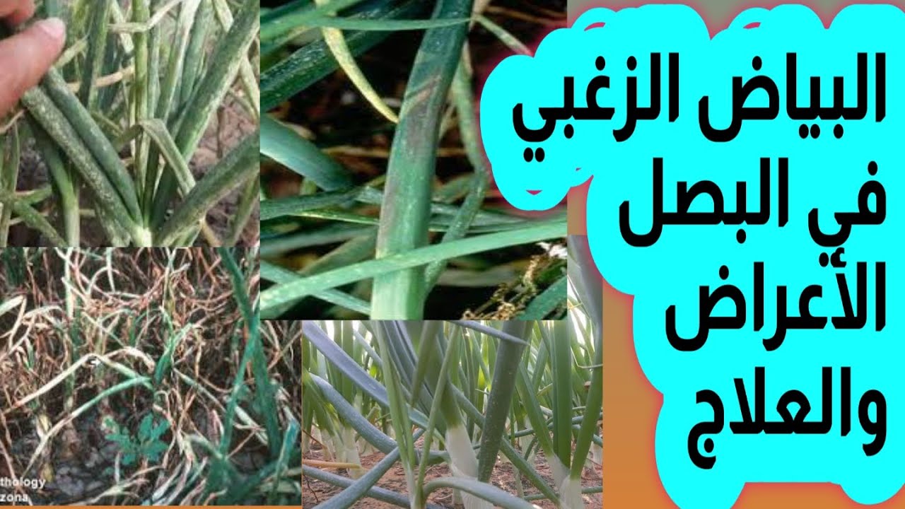 البياض الزغبي في البصل الأعراض والعلاج حصريا علي قناة الزواوي الزراعية