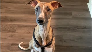 DOGS LOVE VEGETABLES | WHIPPET  AND GREYHOUND by Ringabag 512 views 3 years ago 8 minutes, 53 seconds