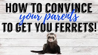 HOW TO CONVINCE YOUR PARENTS TO GET YOU FERRETS | Pazuandfriends
