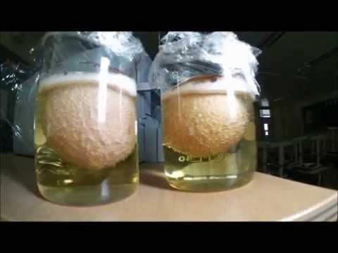 with egg vinegar 6íë
YouTube ê»ì§ ë
¹ì´ê¸° in ì¤í(Egg vinegar) ê³ë with egg vinegar 6íë
YouTube ê»ì§ ë
¹ì´ê¸° in ì¤í(Egg vinegar) ê³ë