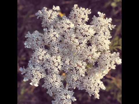 Hortensia #blomst #blomster #blå #blue #flower #flowers #fleur ...
