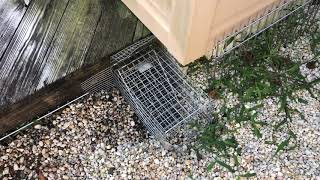 Defending the Deck from Groundhogs in Belmar, NJ