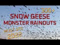 MONSTER RAINOUTS SNOW GEESE