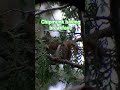 Chipmunk eating breakfast