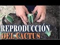 Reproducción y cuidado del cactus || Info Garden