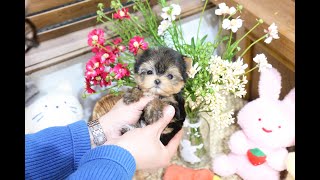 Cutest Teacup Yorkie Puppiy ?❤️ l Korea teacup puppies