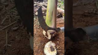 IMD 88993777813 mini  rotary tillage and ridging all-in one short view #travel#beach #flowers