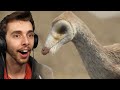 The Best Dinosaur Documentary yet!!! - Prehistoric Planet Reaction
