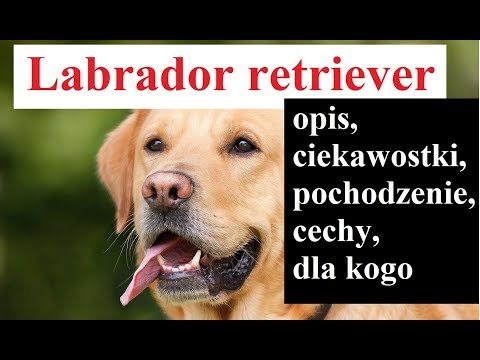 Wideo: Jak Odróżnić Labrador Retriever