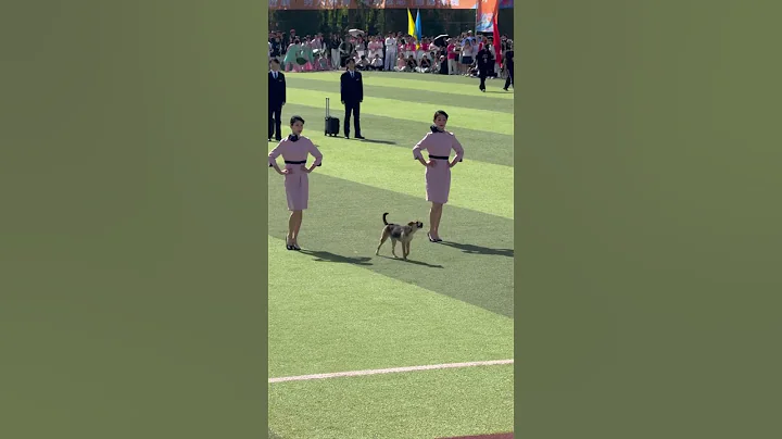 2498: Stray dog steals the show on sports day at Chinese college - DayDayNews