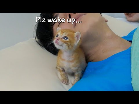 <strong>My</strong> kitten standing next to <strong>my</strong> <strong>face</strong> waiting for me to wake up