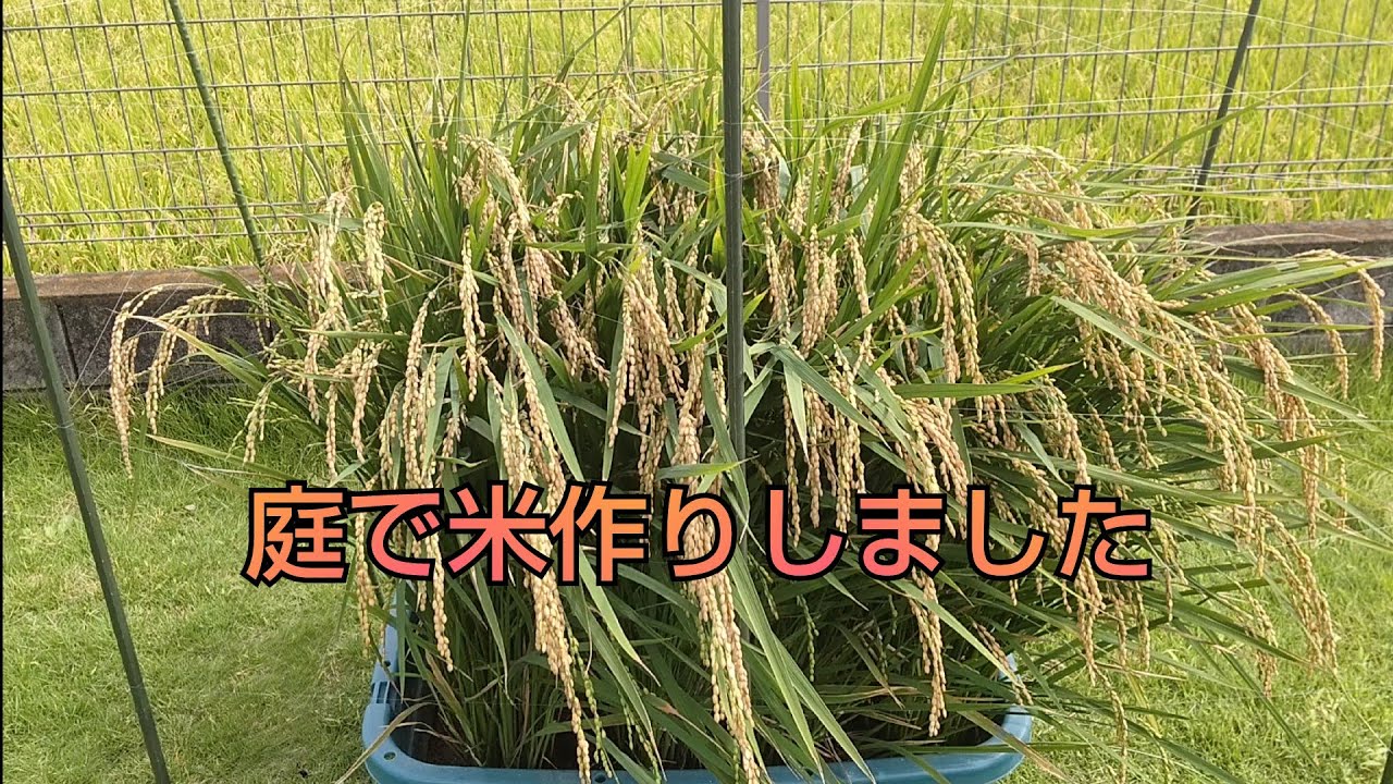 庭で米作りしました。 - YouTube