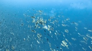 Blueline seabream group spawning in Peliliu express 貝里琉黃鯛鰭帆笛鯛集體交配