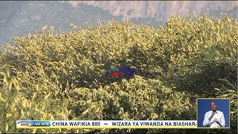 Taarifa ya RC wa Kilimanjaro kuhusu tishio la nzige kuingia mkoani humo