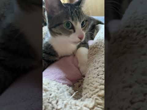 舌が出ちゃった猫 - Cat forgets her tongue out - #Shorts