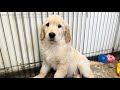 子犬会いに行ったら中型犬くらいになってましたw