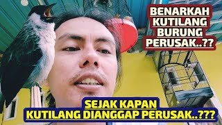 #1 🔴 SEJARAH KUTILANG DIANGGAP BURUNG PERUSAK || APAKAH KUTILANG BURUNG PERUSAK