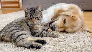 Golden Retriever Gets Attention from Funny Cat!