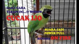 Agar Suara Cucak Ijo Ngeplong dan Super Keras..// Pakai Terapi ini