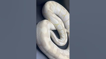 1.0 Enchi Butter Desert Ghost Hypo Proven