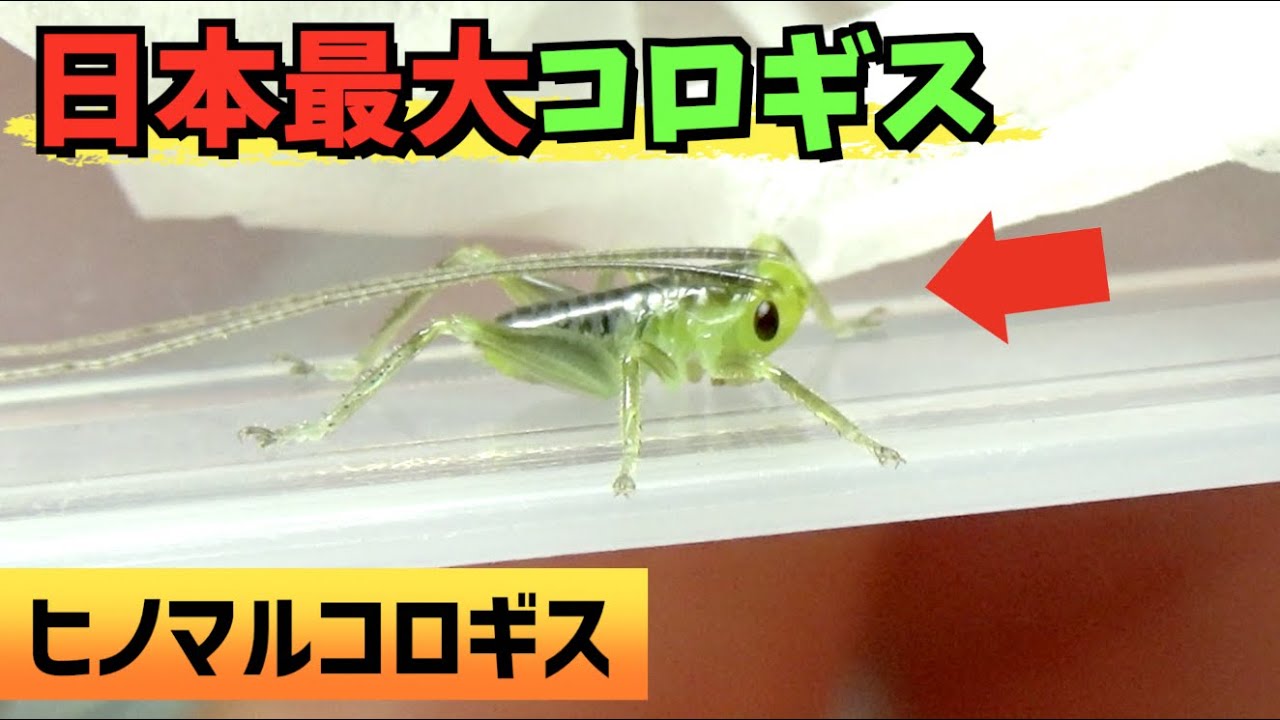 歓喜 日本最大のコロギスの幼虫をいただきました Youtube