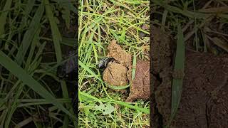 dung beetle hard at work