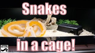 Snake Cages : Triple B TV  Ep.34