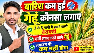 #गेहूं  कम पानी में पकने वाली गेहूं की कुछ बेस्ट वैरायटीया | गर्मी सहन करने वाले गेहूं