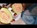 Red king guava kating video contact Nomber 9679816862