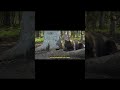 Sóc Đỏ Đỏ | động vật thần kinh | Hầu Ca Discovery #animals #animalworld #thegioidongvat #đạidương
